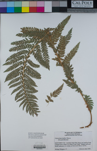 Polystichum dudleyi image