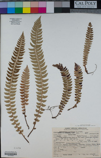 Polystichum lonchitis image