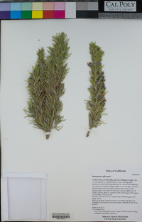 Rosmarinus officinalis image