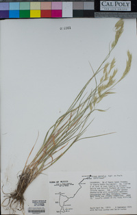 Bromus anomalus image