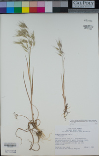 Bromus arenarius image