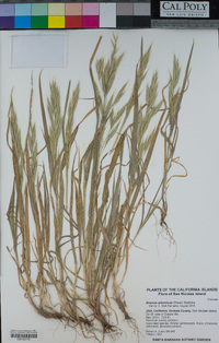 Bromus arizonicus image