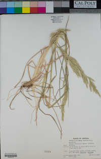 Bromus arizonicus image