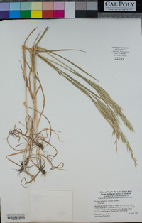 Bromus arizonicus image