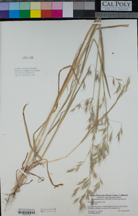 Bromus berteroanus image