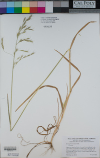 Bromus berteroanus image