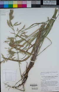 Bromus carinatus image