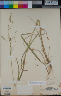 Bromus sitchensis image