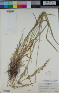 Bromus sitchensis image