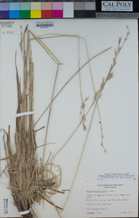 Bromus sitchensis image