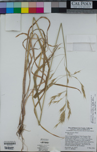 Bromus carinatus image