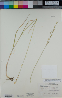 Bromus sitchensis image