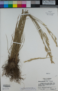 Bromus sitchensis image