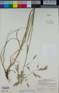 Bromus sitchensis image