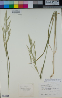 Bromus sitchensis image