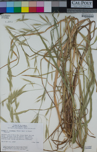 Bromus sitchensis image