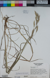 Bromus sitchensis image