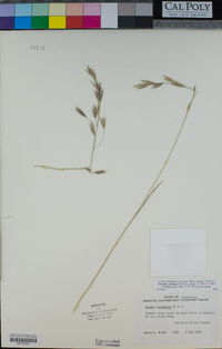 Bromus sitchensis image