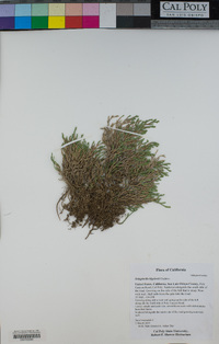 Selaginella bigelovii image