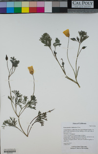 Eschscholzia californica image