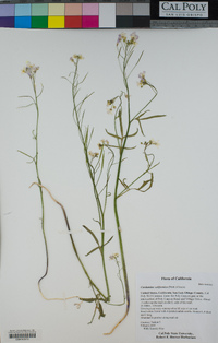 Cardamine californica image