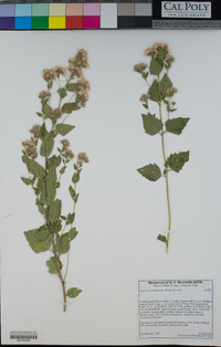 Ageratina occidentalis image