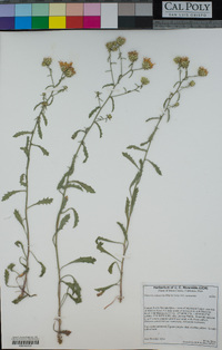 Dieteria canescens var. canescens image