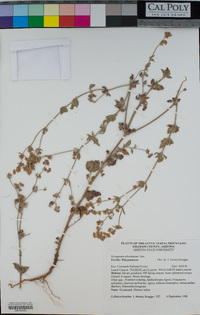 Eriogonum abertianum image