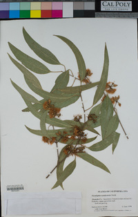 Eucalyptus tereticornis image