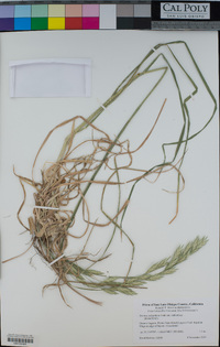 Bromus catharticus var. catharticus image