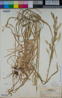 Bromus catharticus image