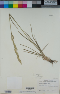 Bromus catharticus image