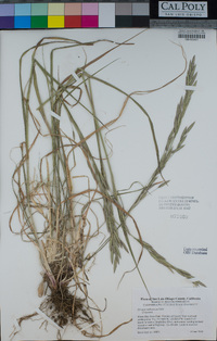 Bromus catharticus image