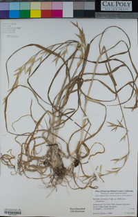 Bromus catharticus image