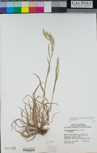 Bromus catharticus image