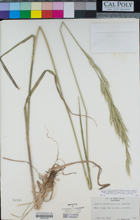 Bromus sitchensis image