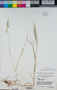 Bromus diandrus image