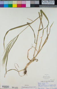 Bromus diandrus image