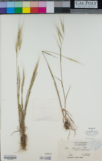 Bromus diandrus image