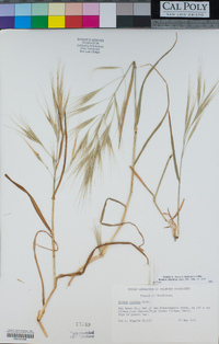 Bromus diandrus image