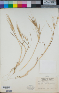 Bromus diandrus image