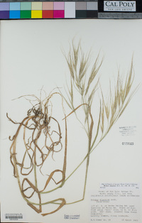 Bromus diandrus image