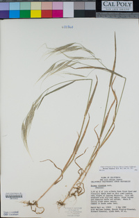 Bromus diandrus image