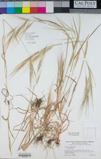 Bromus diandrus image