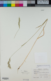 Bromus hordeaceus image