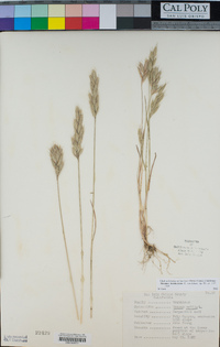 Bromus hordeaceus image