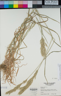 Bromus hordeaceus image