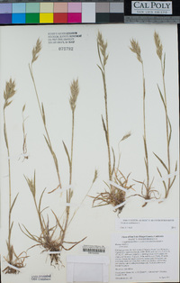 Bromus hordeaceus image