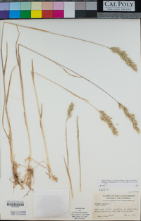 Bromus hordeaceus image