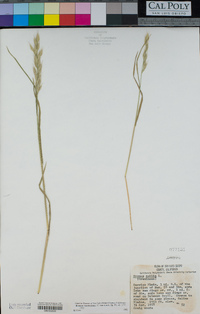 Bromus hordeaceus image